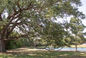 a majestic Live Oak tree by a pond