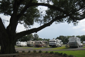 a view between the branches of a live oak tree of parked RVs and blue sky