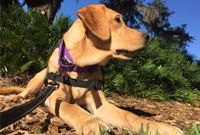 head of a yellow Lab puppy